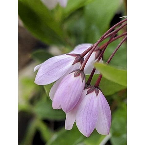 Sollya 'Pink' Pot de 3L/4L (1/3)