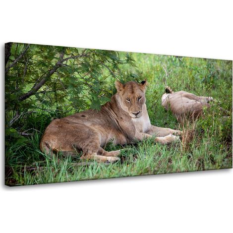 Leinwanddruck Tiere Löwinnen 80x40 cm