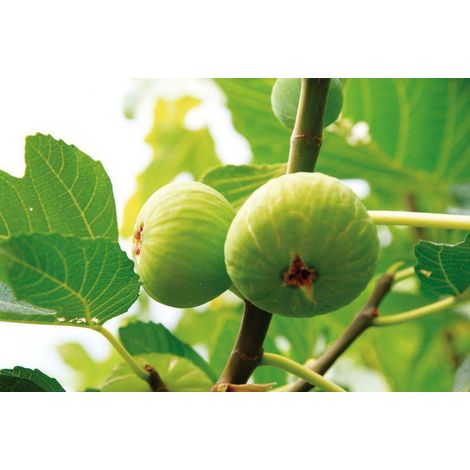 ficus carica (White Brogiotto Fig) 3 talee/cuttings white