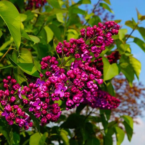 Lilas Commun 'Charles Joly' (Syringa Vulgaris) (1/3)