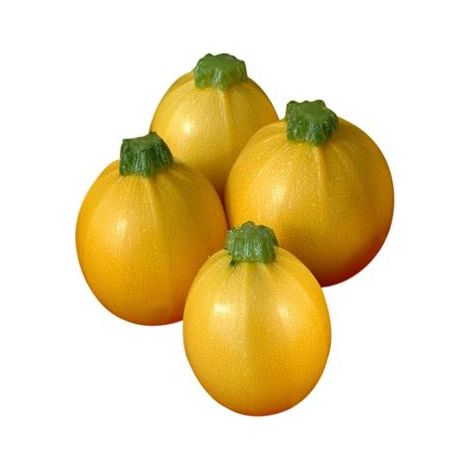 COURGETTE FLORIDOR HF1 - 20 SEMENCES