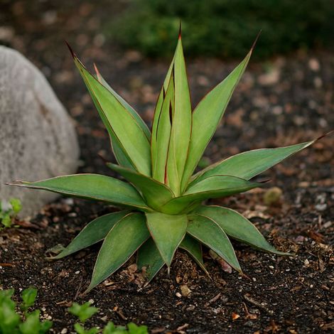 3 Agaves ligné 'Impressive' (Agave impressa 'Impressive')