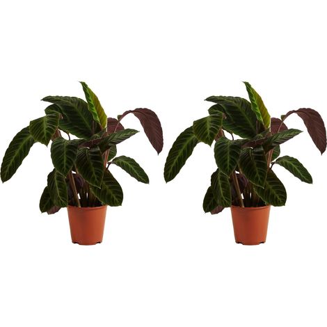 Bloomique - Lot de 2 - Calathea Warscewiczii - Plante paon - Plantes d'intérieur - Purificateur d'air - Convient aux animaux - Hauteur 50-70 cm - Pot de 19 cm