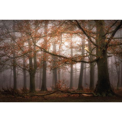 Papier peint panoramique arbre marron & orange | Tapisserie panoramique forêt d'automne pour chambre | Papier peint panoramique pour cage d'escalier - 384 X 260 cm (8 pièces) (1/2)
