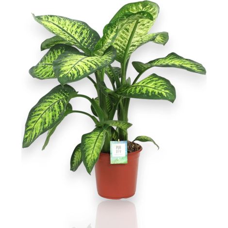 Gardenaria Dieffenbachia seguine 'Lemon tropic' - Pianta da interno ornamentale - Altezza: 80 cm (vaso 24) (1/4)