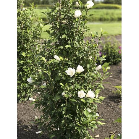 Mauve en arbre 'Flower Tower White' Godet de 8/9 cm