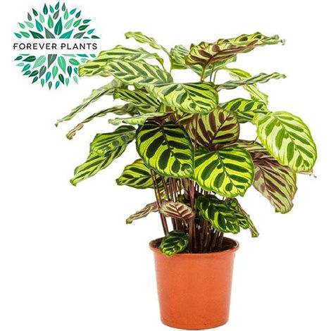 Calathea Makoyana - Plante Paon d'Intérieur Décorative - Ø 17 cm - Hauteur 55 cm - PANGIVO
