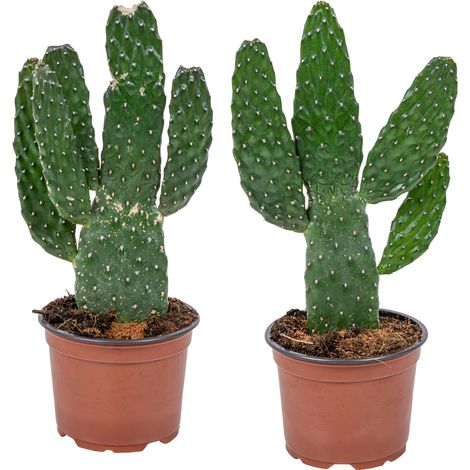 Bloomique - Lot de 2 - Opuntia Rubescens - Cactus Road Kill - Plante Cactus - Plantes d’intérieur - Hauteur 20-30 cm - Pot 12 cm
