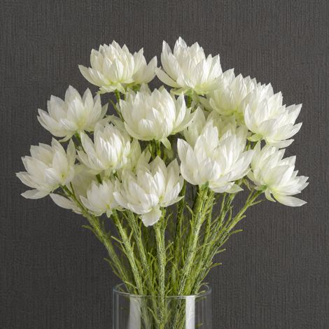 Pack of 6 x 60cm White Starflower Stem - 30 Flowers - Premium Quality (1/5)