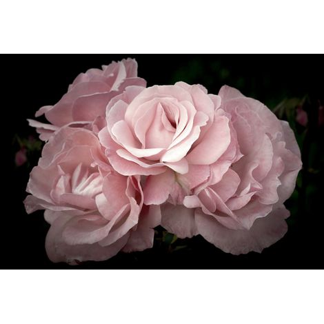 Tableau sur toile fleurs roses 65x97 cm - Impression sur Toile Murale Décorative - Image imprimée en HD sur Toile - Toile sur Châssis en Bois FSC - Fabriqué en France