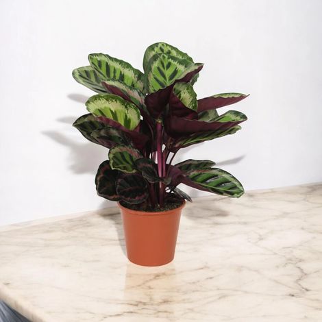 Gardenaria Calathea roseopicta 'Angela' - Pianta da interno ornamentale - Altezza: 80 cm (vaso 19) (1/5)