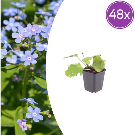 Lot de 48 Brunnera macrophylla Myosotis du Caucase Vivace Couvre-sol Ombre Pot Ø9 cm - PANGIVO (1/5)