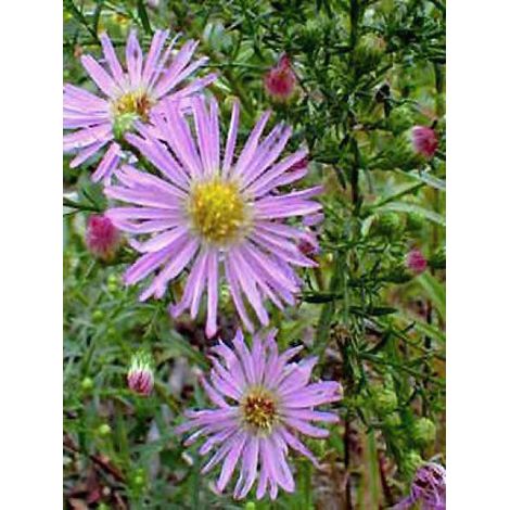 Aster ericoides 'Pink Star' Godet de 8/9 cm (1/3)