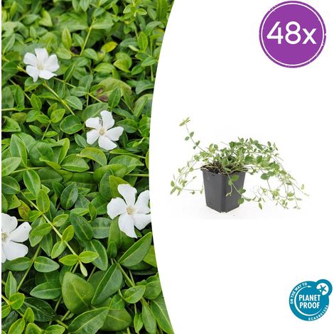 Lot de 48 Vinca minor Gertrude Jekyll - Couvre-sol Persistant Fleurs Blanches - Pot Ø9cm 10-25cm - PANGIVO (1/5)