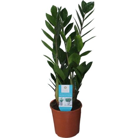 Zamioculcas Zamiifolia Plante d’Intérieur Feuillage Vert Brillant Pot 14 cm Hauteur 55 cm - PANGIVO (1/5)