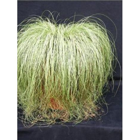 Laîche 'Frosted Curls' Godet de 8/9 cm (1/3)