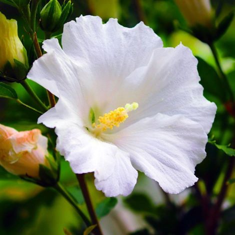 Hibiscus syriacus 'Totus Albus' (Hibiscus syriacus 'Totus Albus') (1/3)