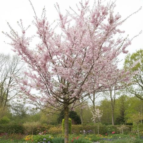 Cerisier du Japon Autumnalis Rosea, Cerisier à fleurs/Pot de 30L - Tige 10/12 (1/2)