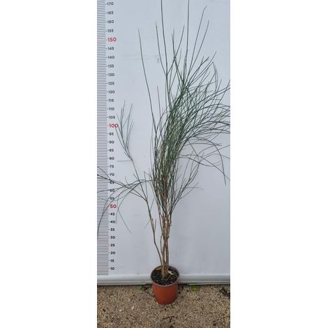 PIANTA DI SPARTIUM JUNCEUM  IN VASO 18 CM (foto reale) GINESTRA