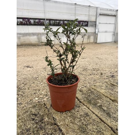 BUDDLEJA DAVIDII BUTTERFLY CANDY LITTLE CESP.24 FLUTTERBY RED