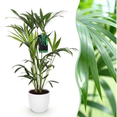 Palmier Kentia Howea Forsteriana Plante d'Intérieur Purificatrice Vert avec Pot Blanc 19cm 80-85cm - PANGIVO (1/5)