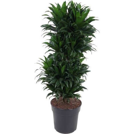 Dracaena Compacta Vertakt Plante d'Intérieur Ramifiée Feuillage Vert Foncé Ø27cm H100cm - PANGIVO