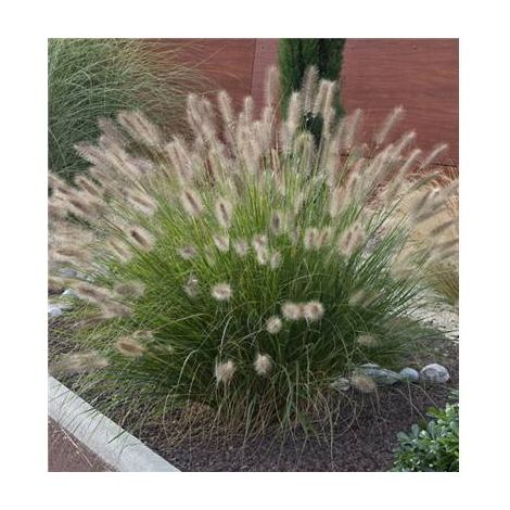 Pennisetum alopecuroides Japonicum – Graminée vivace en boule – Épis plumeux blanc argenté à brun – Hauteur 1,50 m – Pour soleil et mi-ombre – Fabre Graines