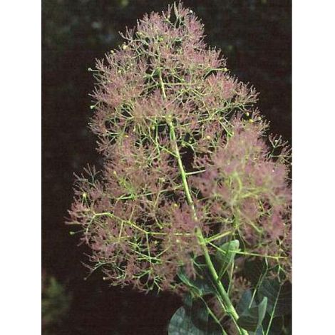 Arbre à perruque 'Young Lady' Pot de 6L/7L (1/4)