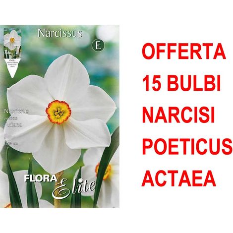 OFFERTA 15 BULBI NARCISO POETICUS ACTAEA BULBS BULBES