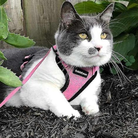 Harnais et laisse pour chat, harnais gilet souple et réglable anti-fugue pour chats, facile à contrôler