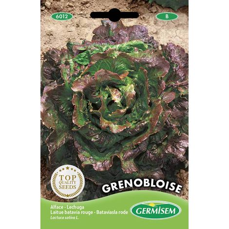 graines Laitue batavia rouge GRENOBLOISE