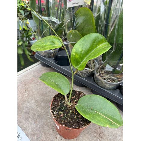 Hoya surigoensis – Pianta tropicale rara da interno con fogliame ornamentale