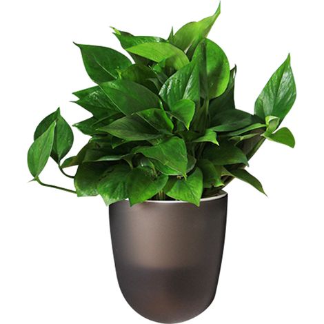 Juego de 4 accesorios de jardinería, soporte de pared de ABS y PP, para suculentas y cactus, decoración de esquina para interiores. (1/5)