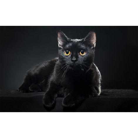 Affiche animaux petit chat noir - 60x40cm - made in France (1/5)