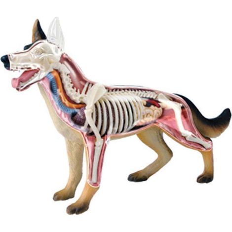 Les modèles anatomiques 4D d'organes animaux sont des jouets de construction éducatifs qui contribuent au développement de l'intelligence du chien. (1/5)