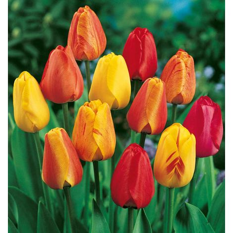 TULIPANI MINI VASO 9CM COLORI ASSORTITI