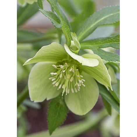 Hellébore 'ssp. bocconei' Pot de 1L/1,5L (1/4)