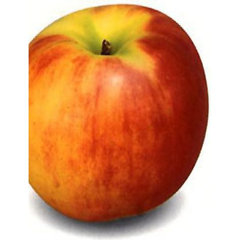 Pommier 'Elstar' Pot de 7,5L/10L, Demi-Tige (1/3)
