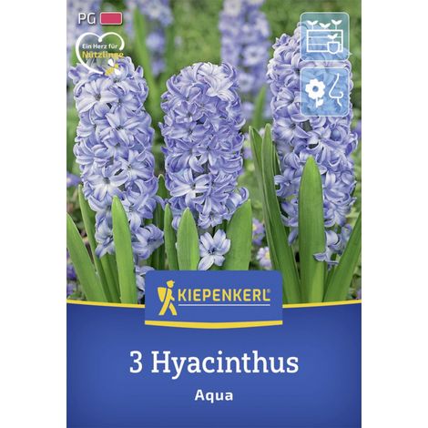 Kiepenkerl Herbstblumenzwiebel Hyazinthe Aqua 3 Stück (1/2)