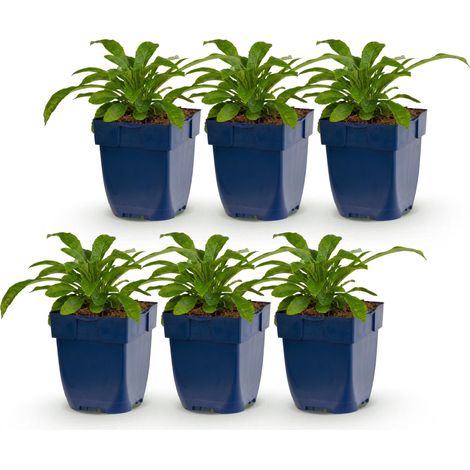 Campanule à Feuilles de Pêcher Alba Vivace Mellifère Blanche - Lot de 6 Plantes - Pot 11 cm - PANGIVO (1/5)
