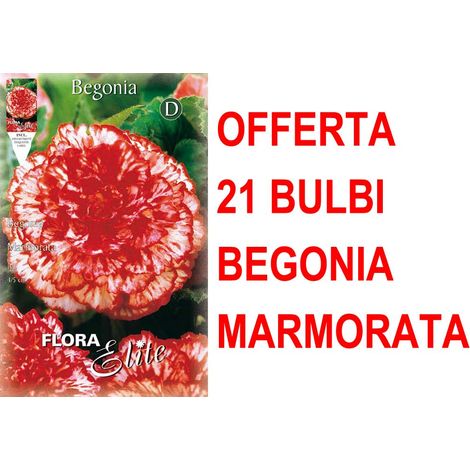 OFFERTA 21 BULBI BEGONIA MARMORATA BULBS BULBES