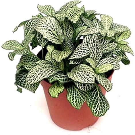 Planta Natural de Fitonia en Maceta M12