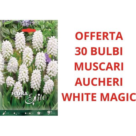 OFFERTA 30 BULBI DI MUSCARI AUCHERI WHITE MAGIC BULBS BULBES