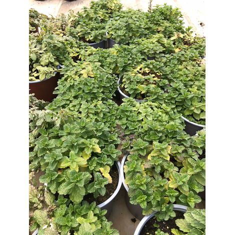 Menta piperita