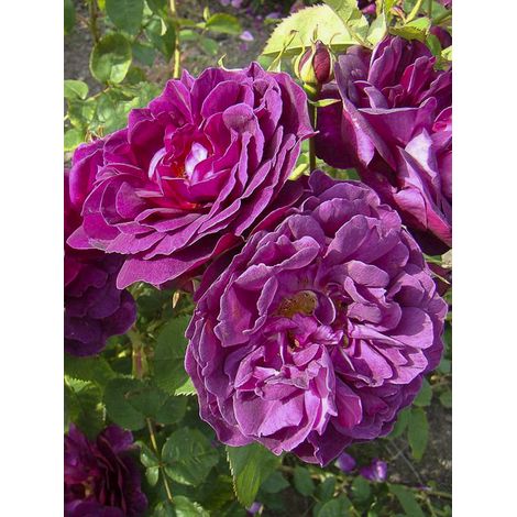 Rosier ancien gallique 'Etoile Pourpre' Pot de 4L/5L