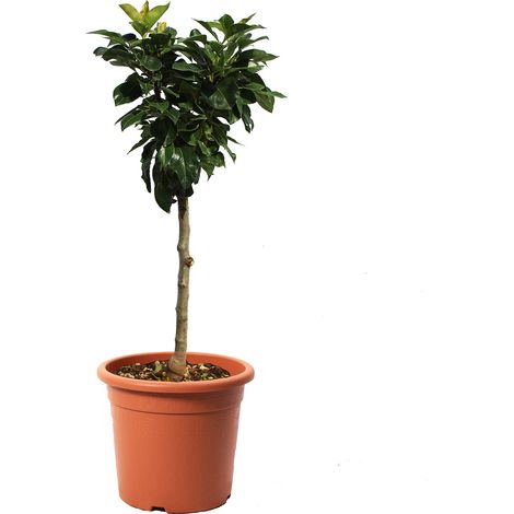 Pianta di Pero Nano - Pyrus Communis - Alberello da Frutto - Vaso Ø 24 cm (1/3)
