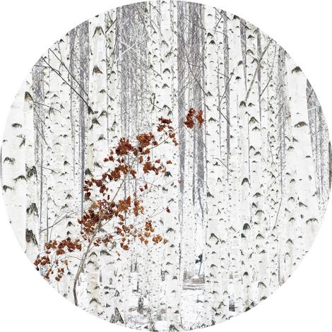 Papier peint panoramique forêt de bouleau aspect salon | Tapisserie panoramique arbre idéal chambre | Papier peint panoramique blanc cercle forêt - 140 x 140 cm (3 pièces) (1/2)