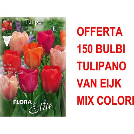 OFFERTA 150 BULBI TULIPANO DARWIN VAN EIJK MIXED BULBS
