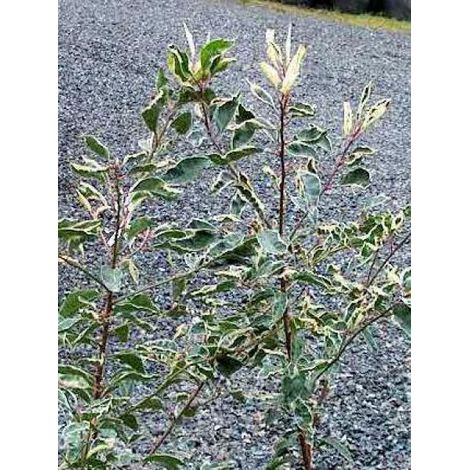 Laurier du Portugal 'Variegata' Pot de 3L/4L (1/2)