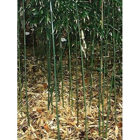 Phyllostachys humilis Pot de 2L/3L (1/3)